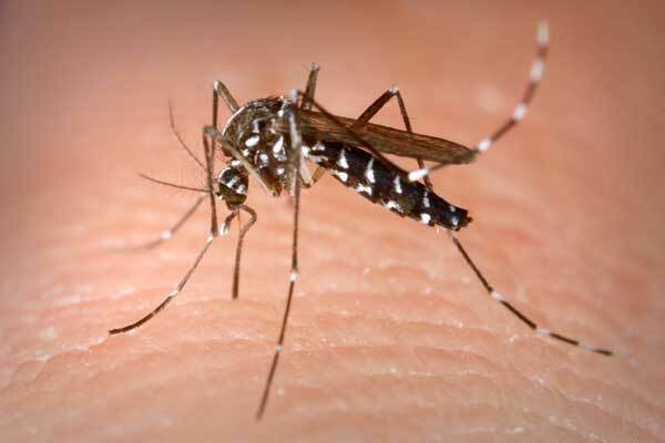 Allergia ed ipersensibilità alle punture di zanzara